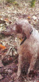 Setter Anglais TZOUMAKA ANIMUS ODYSSEIA Setter Anglais TZOUMAKA ANIMUS ODYSSEIA